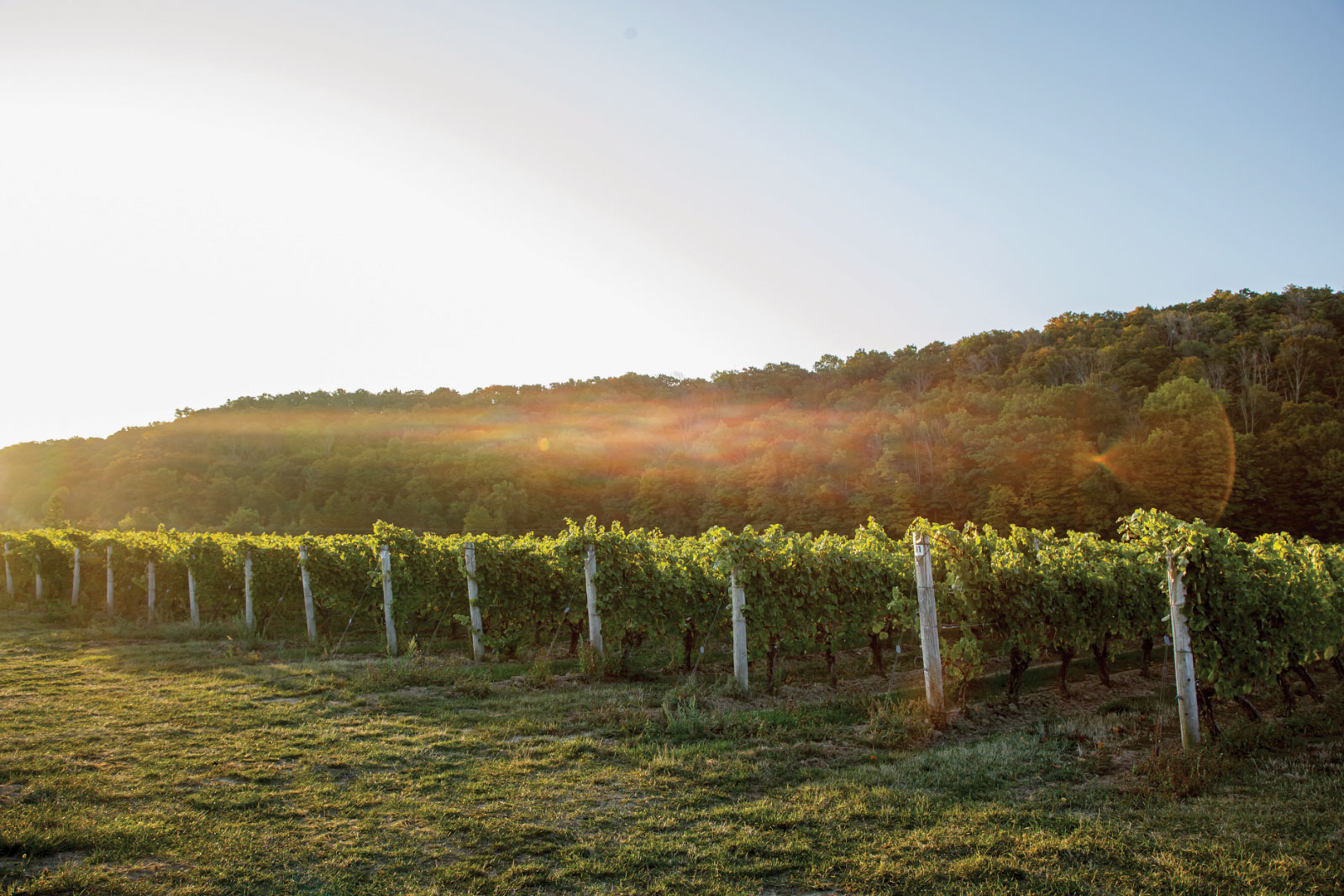 Malivoire Wine Company vineyard