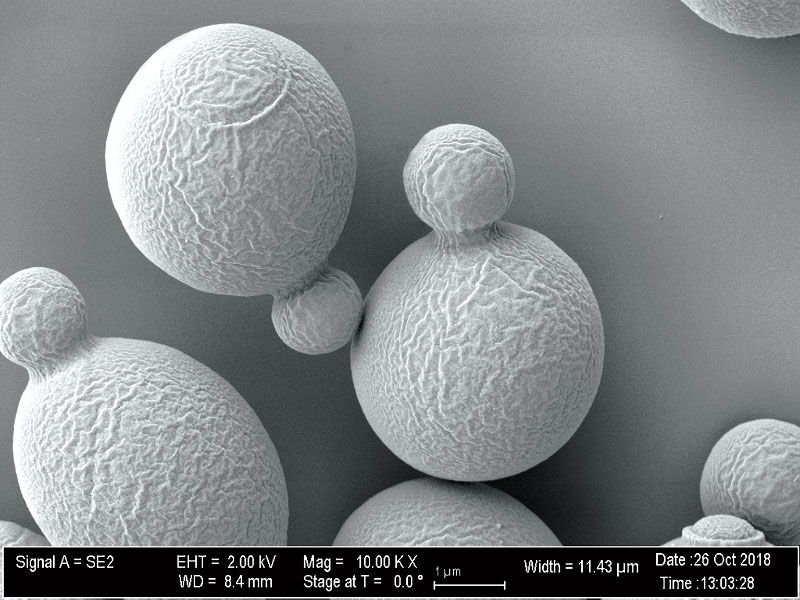 Yeast as seen through microscope