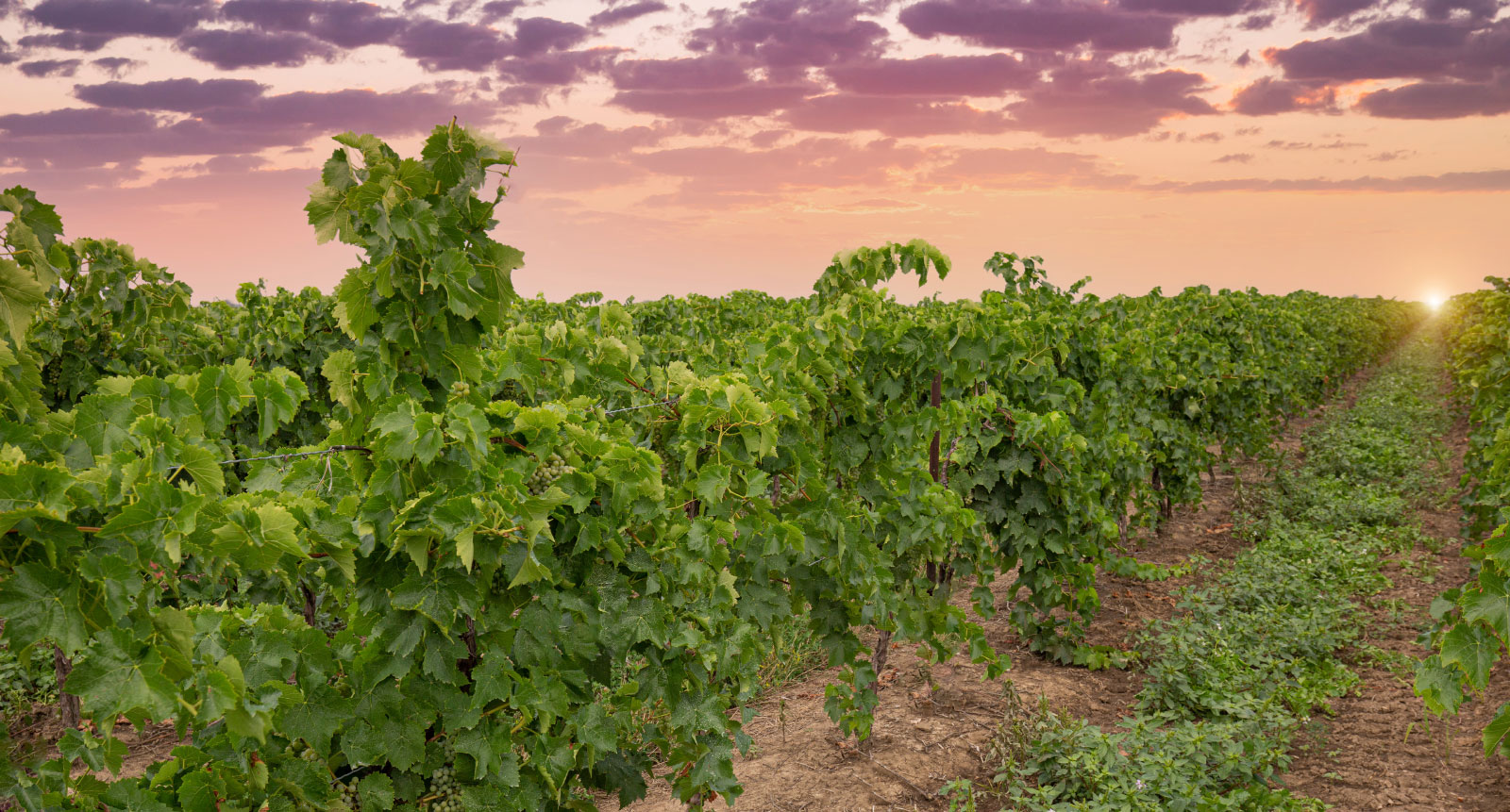 Rows of grape vines