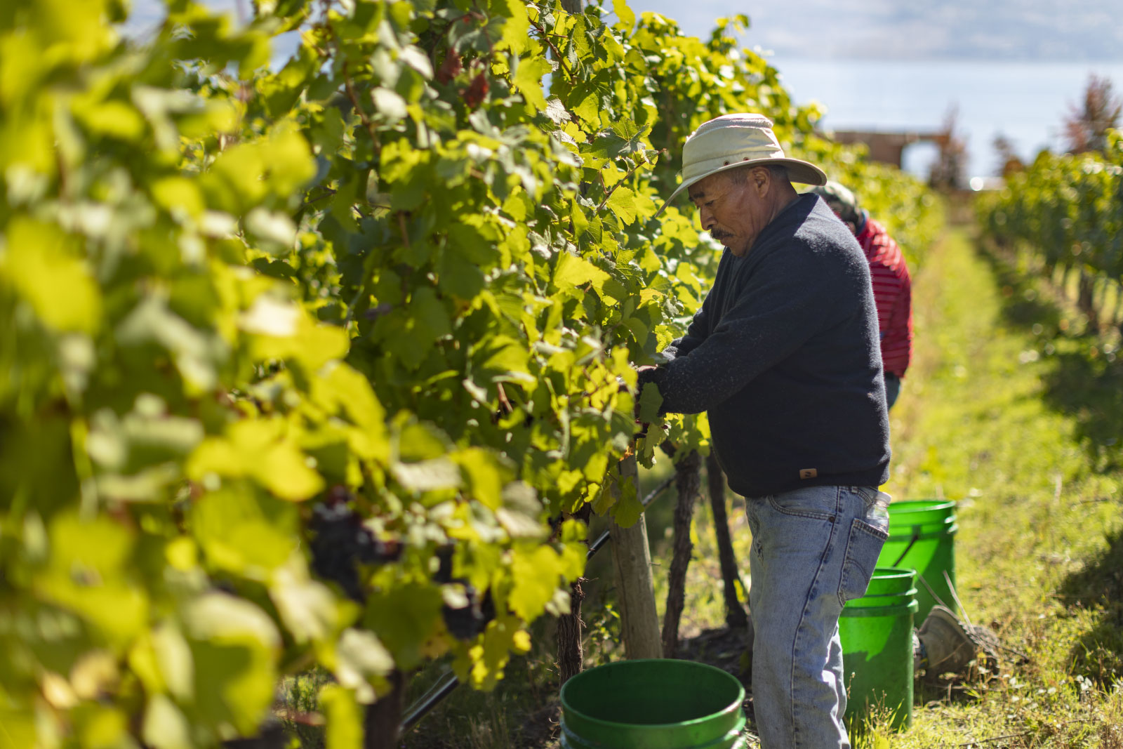 Man picking grapes in vineyard