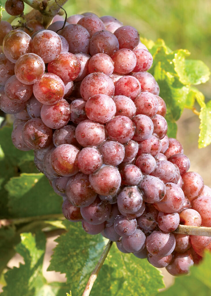 Ripe Pinot Gris grapes on vine