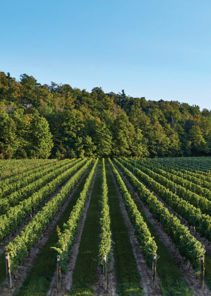 Rows in vineyard