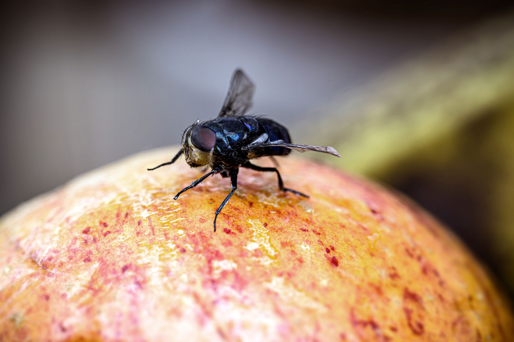 Fly on piece of fruit