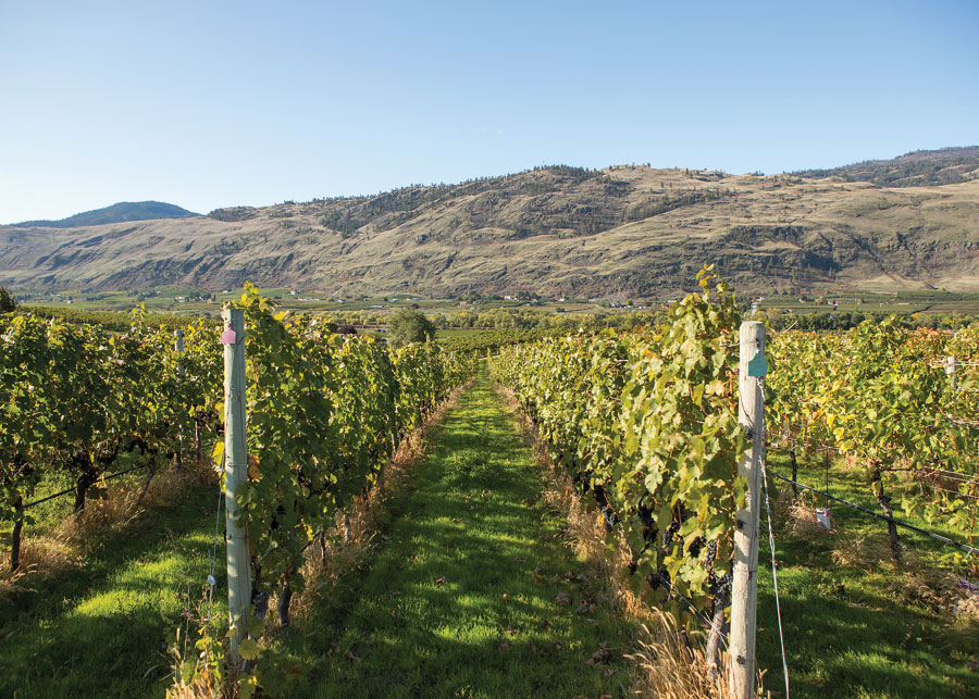 Rows of grapes in vinyard