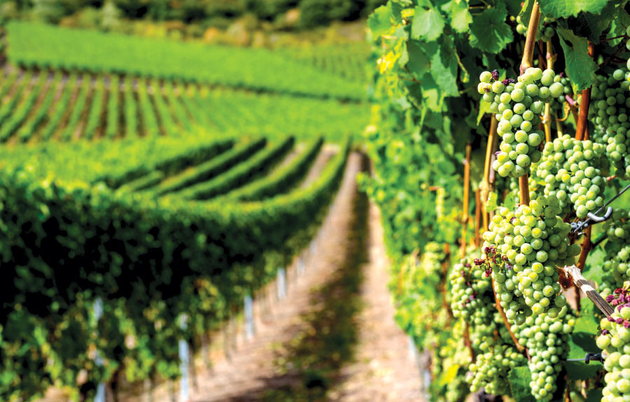 Close-up of ripening white grapes in vinyard