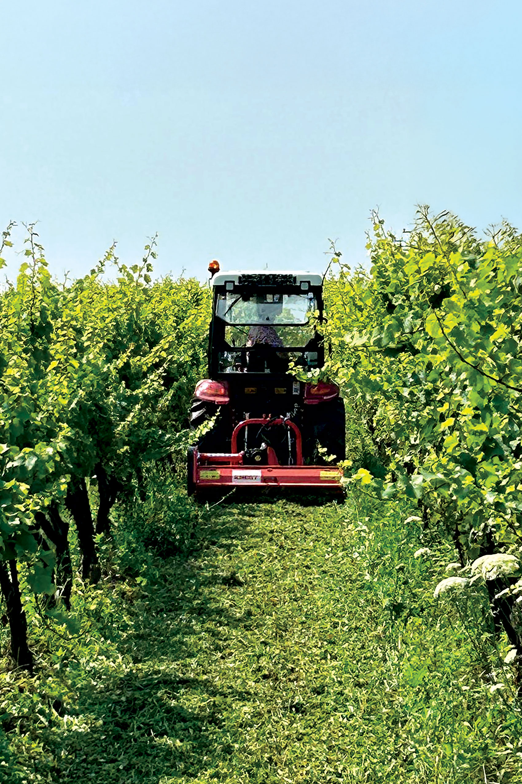 Knegt’s electric tractor in vinyard