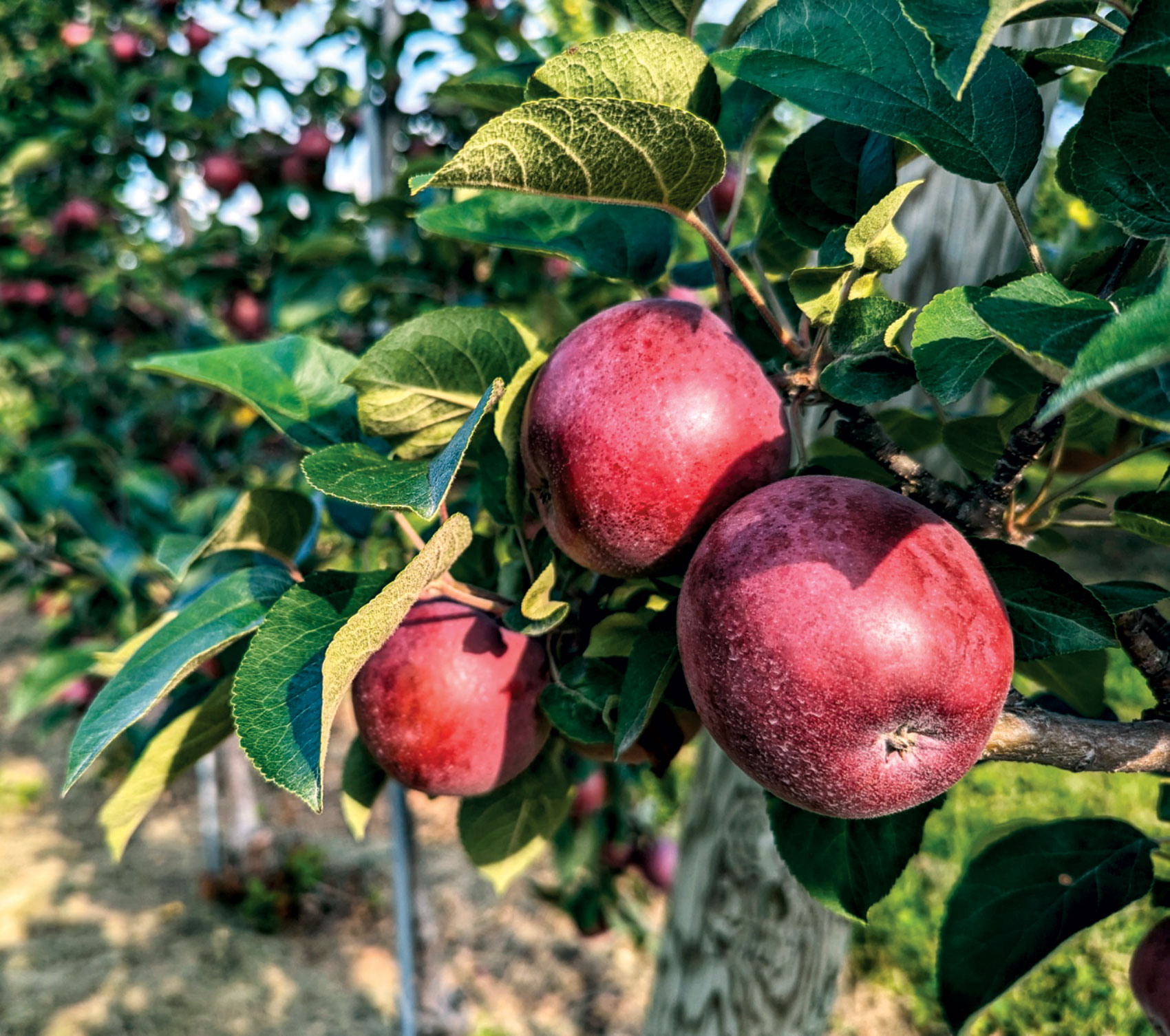 Apples on the vine