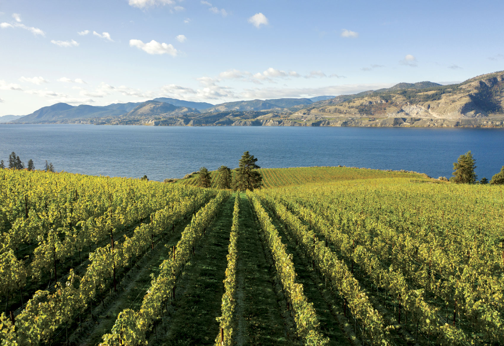 Rows of grape vines with lake and mountains in background