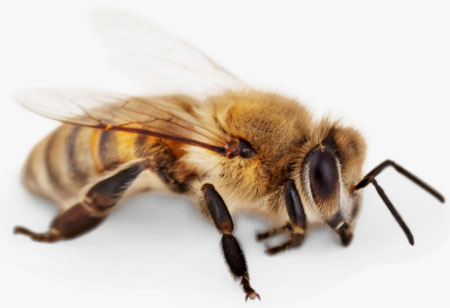 honey bee