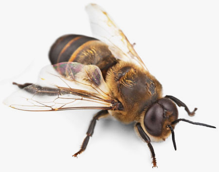 honey bee