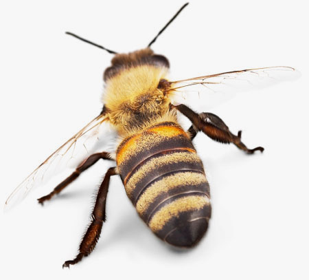 honey bee