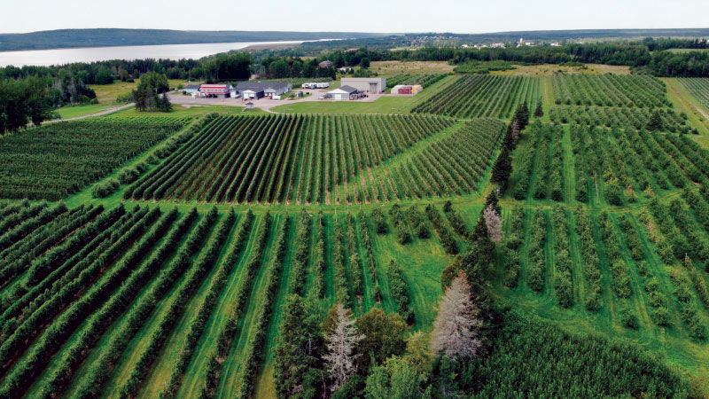 Aerial view of orchard