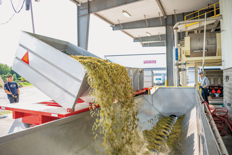 Harvested grapes being offloaded
