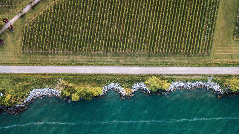 Aerial view of vineyard