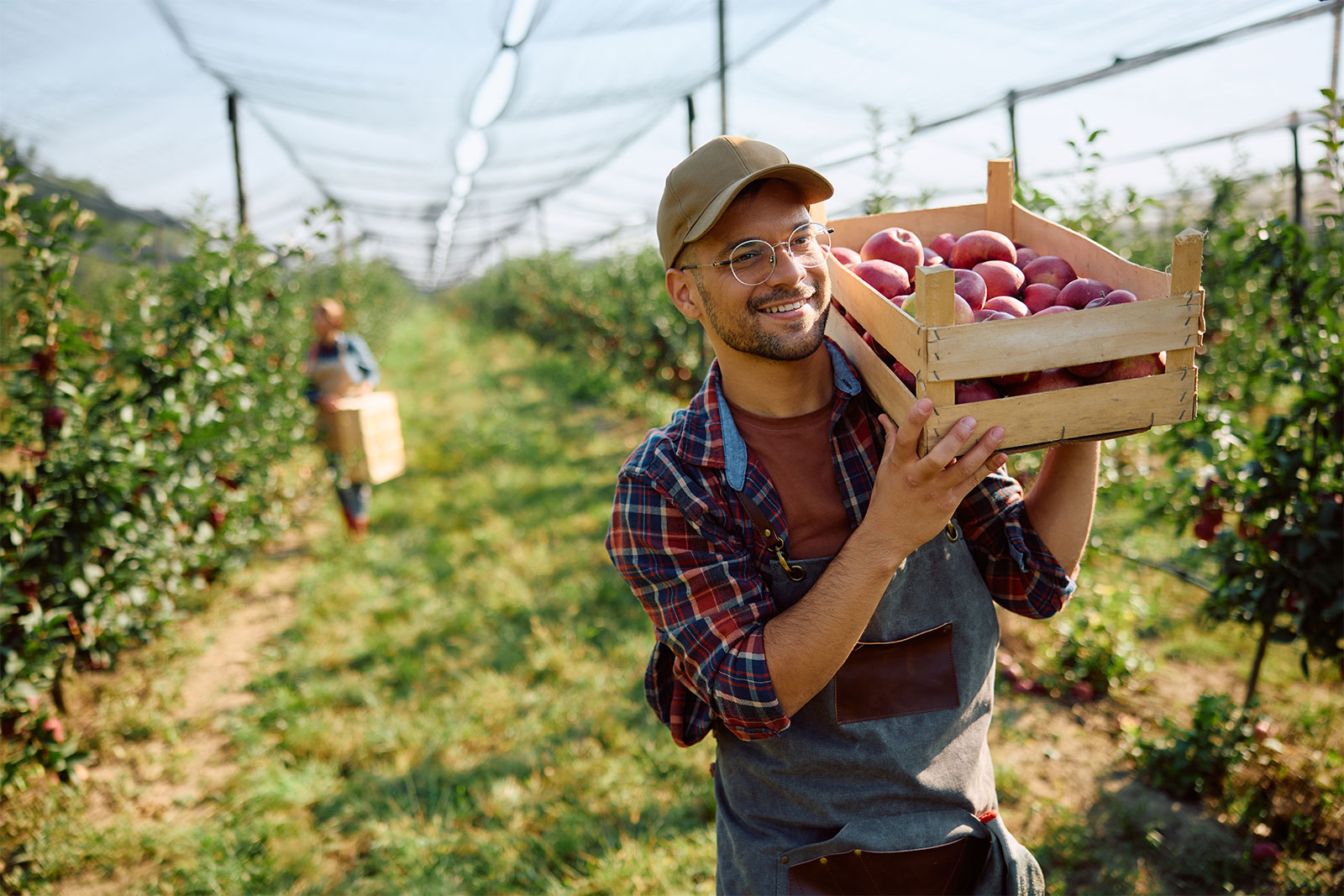 Happy fella carrying picked apples in a crate while working in orchard