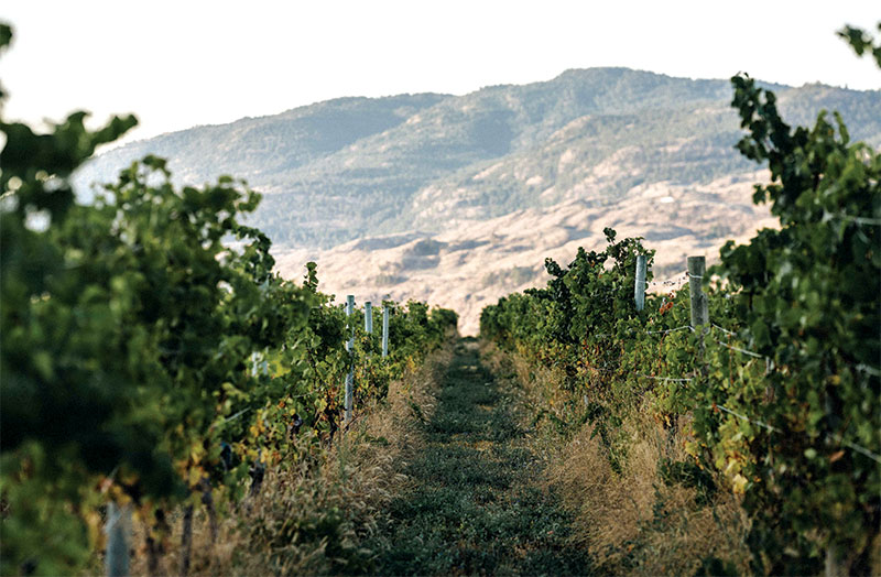 View of Black Hills vineyard with mountain in background