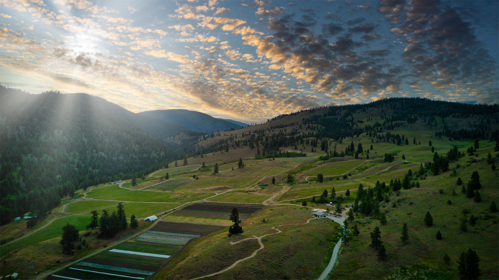 Aerial view of vineyard at dusk
