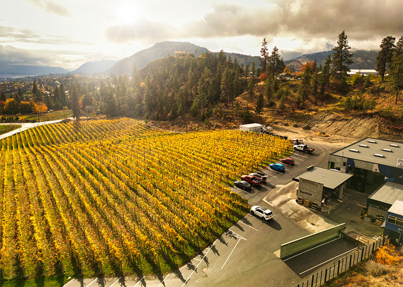 Aerial view of vineyard bright, midday sun
