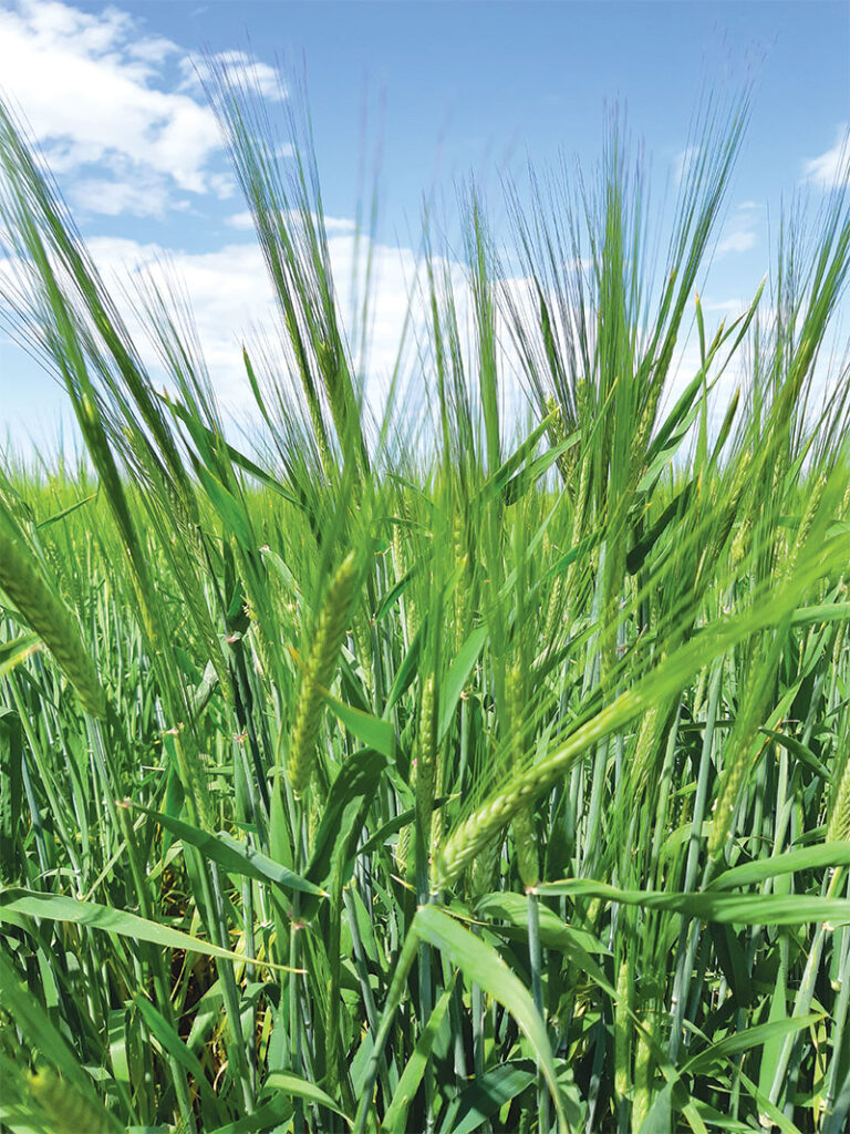 Green barley crop in field