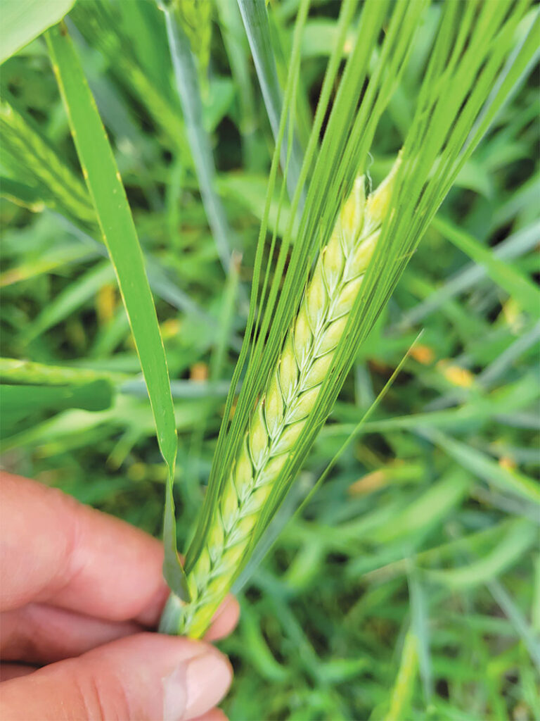 Green barley crop ear in field