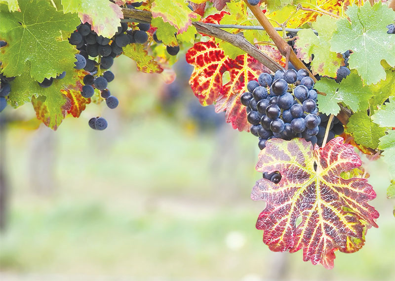 Grapevines with fall-coloured leaves