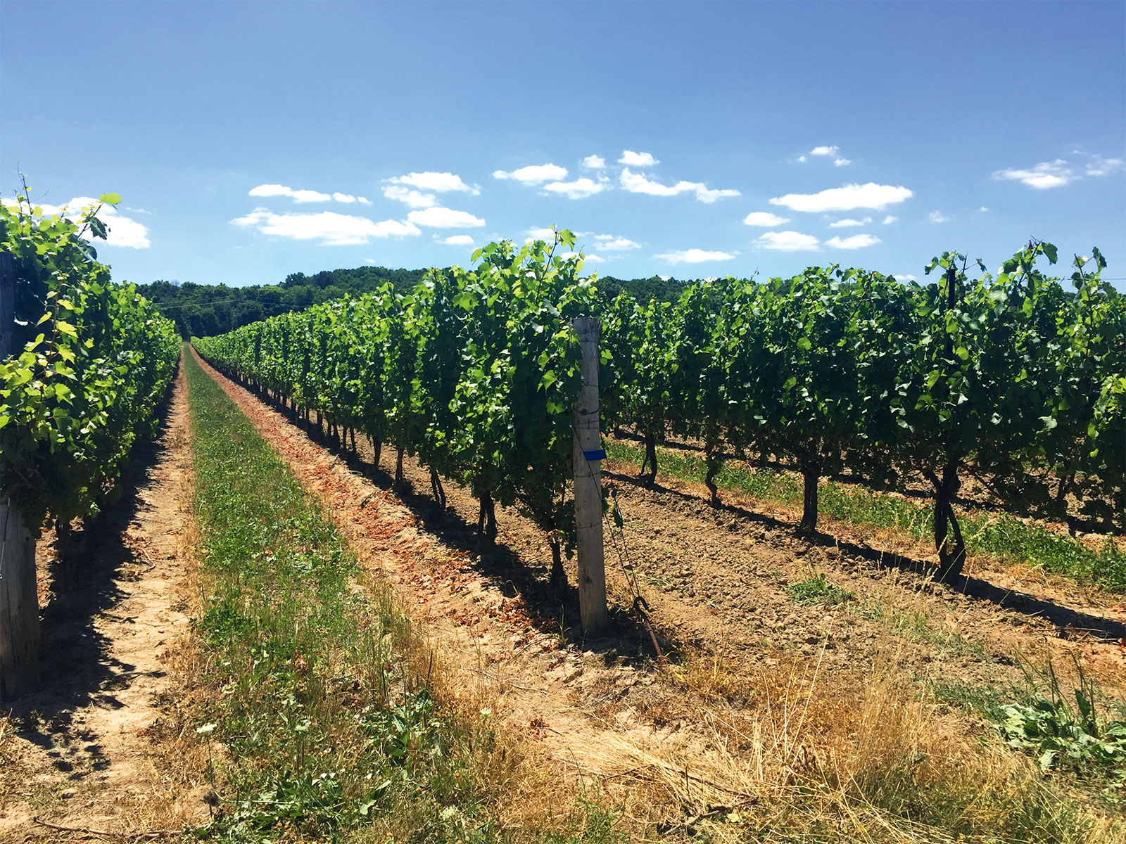 Rows of grape vines in vineyard