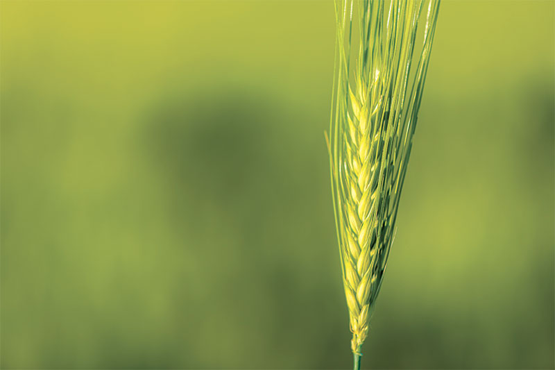 Green barley crop ear in field